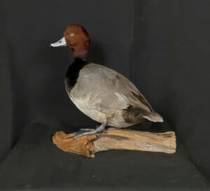 Redhead Duck Mounts, Drake, Hen Flying, Standing, Habitat Poses