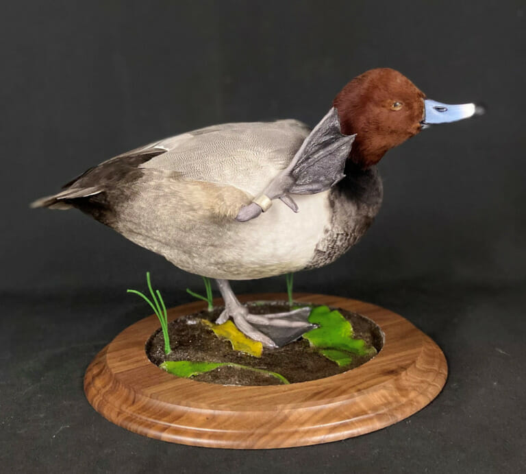 Redhead Duck Mounts, Drake, Hen Flying, Standing, Habitat Poses