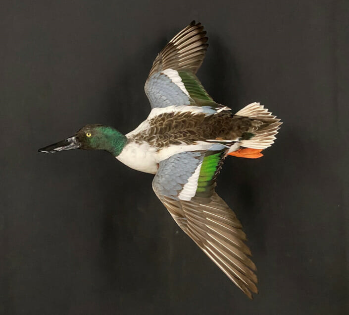 Flying Spoonbill Drake Duck Mount