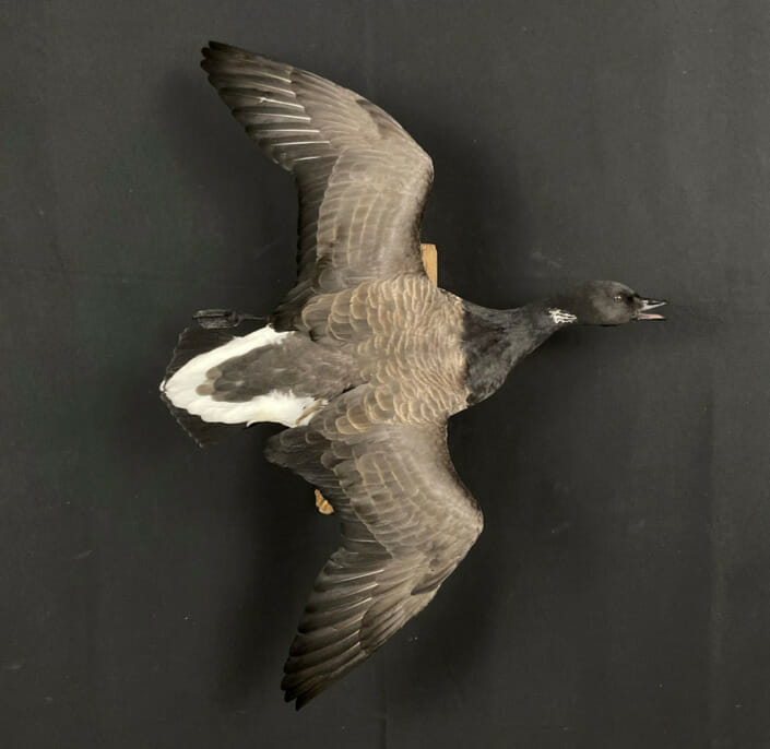 Mature Brant Goose Mount Flying Pose