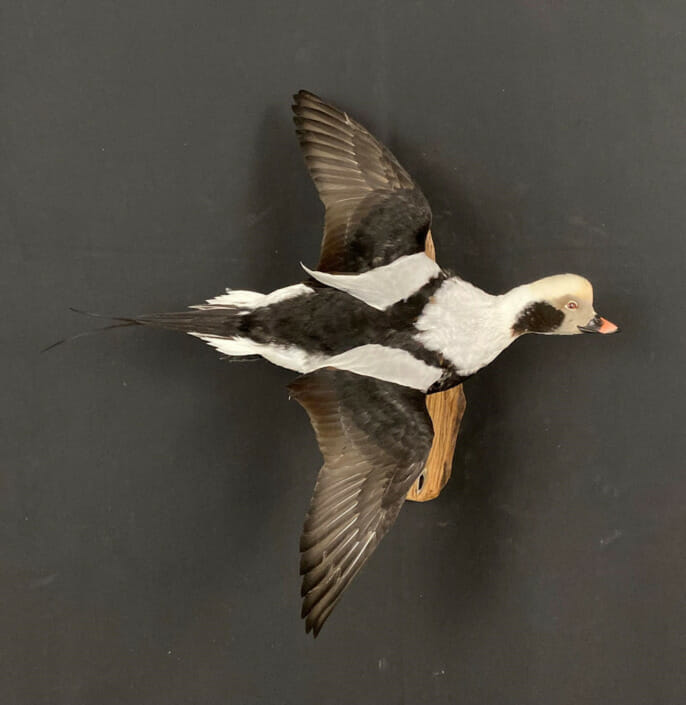 Longtailed Duck Mount