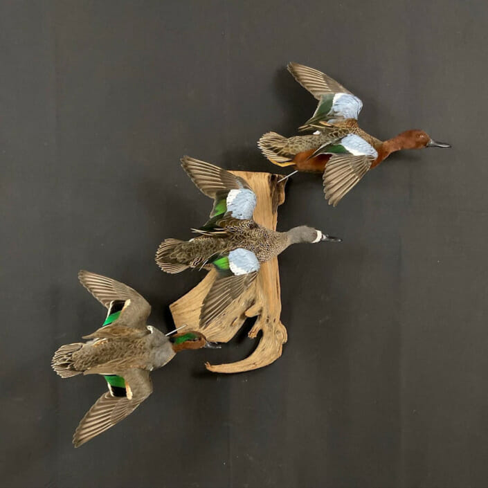 Teal Trifecta Flying Duck Mount
