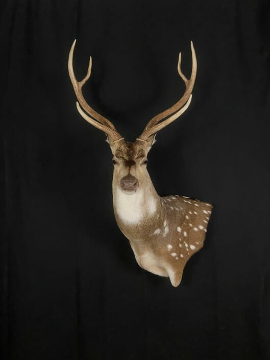 Texas Axis Deer Shoulder Mounted