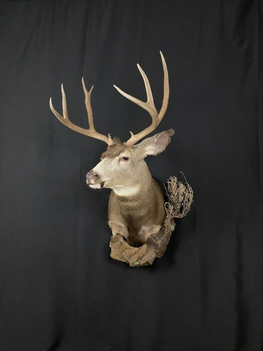 Texas Mule Deer Shoulder Mount