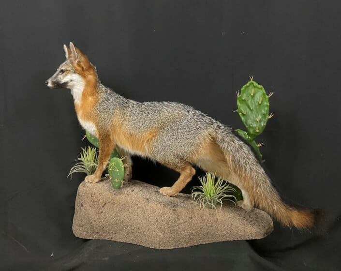 Life Size Fox Mount