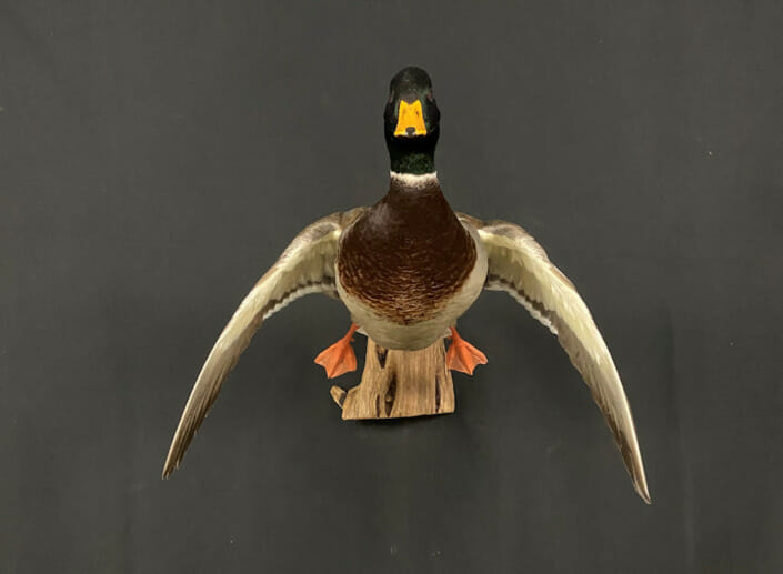 Drake Mallard Duck Mount Flying Straight On