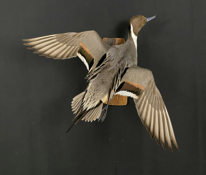 Pintail Drake Duck Mount Flying Away to Right