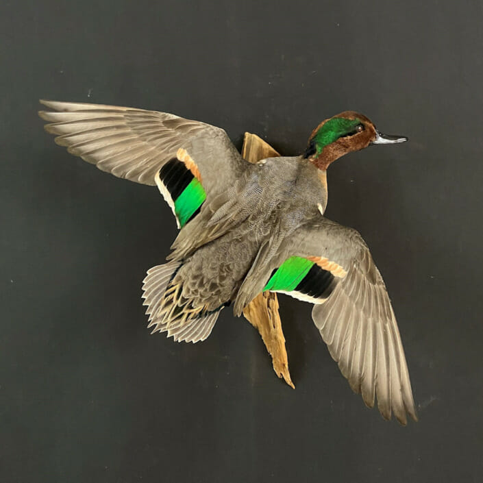 Green Winged Teal Mount Flying With Drift Wood
