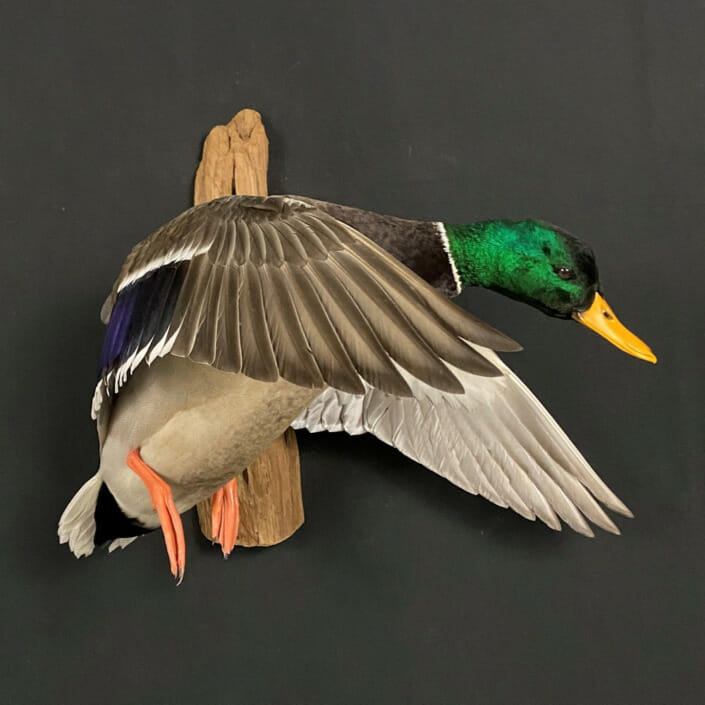 Cupped and Commited Mallard Drake Mount