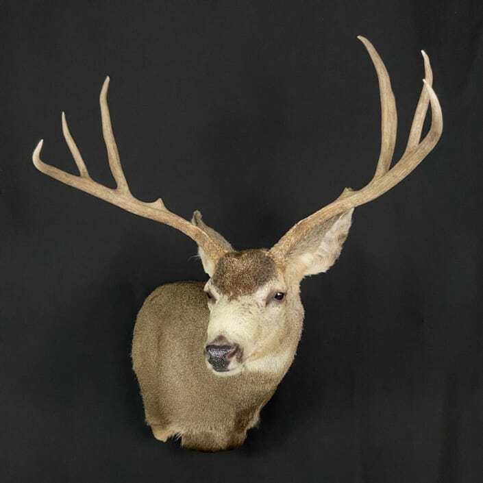 Giant Mule Deer Buck Taken In Southwest Texas