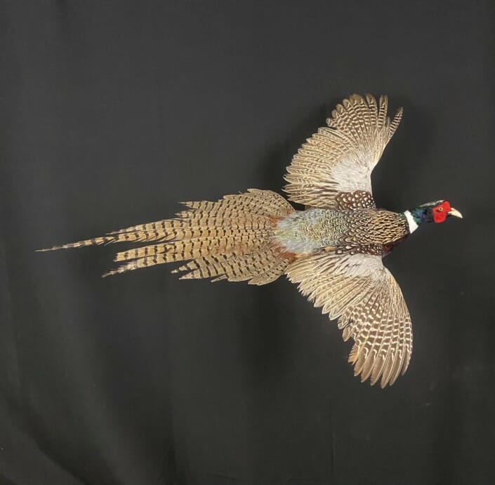 Pheasant Mount With A Flying Pose