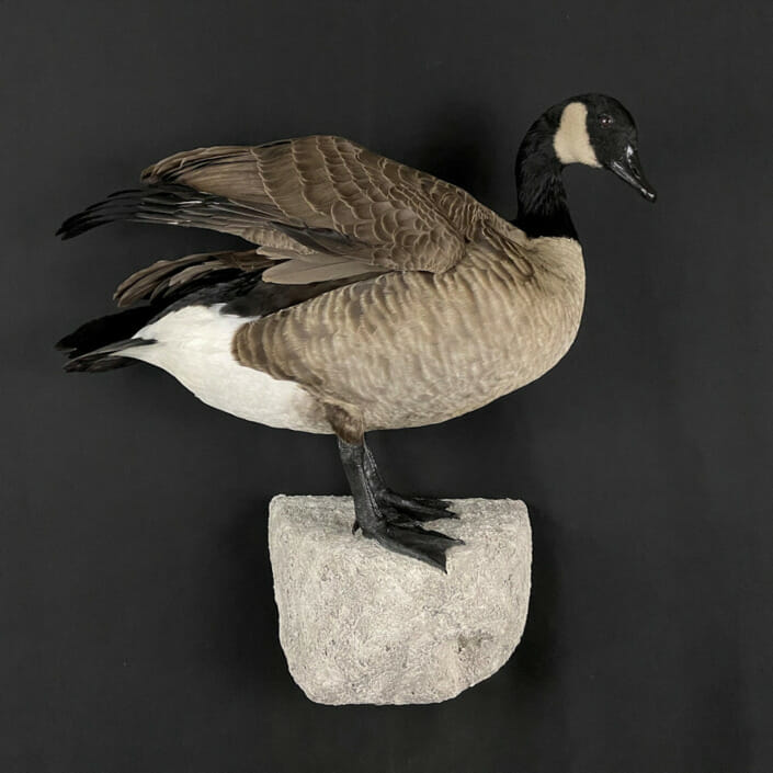 Canada Goose Mount Standing on Rock