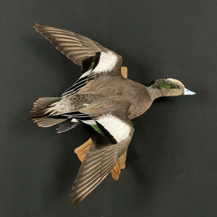 Wigeon Drake Flying to the Right mount
