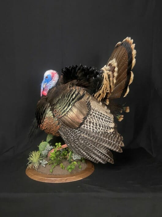 Strutting Turkey Mount