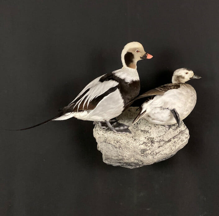 Hen and Drake Long-Tailed Duck Mount