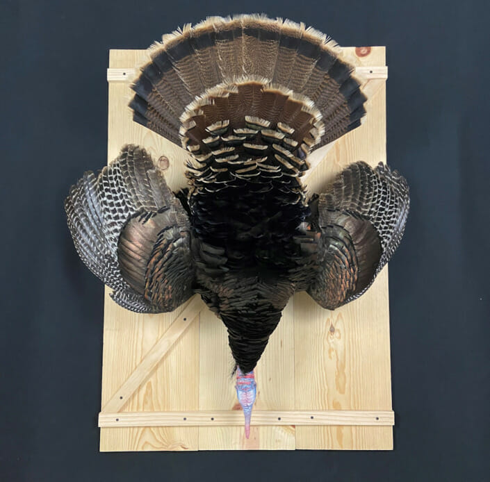 Wild Turkey Dead Mount