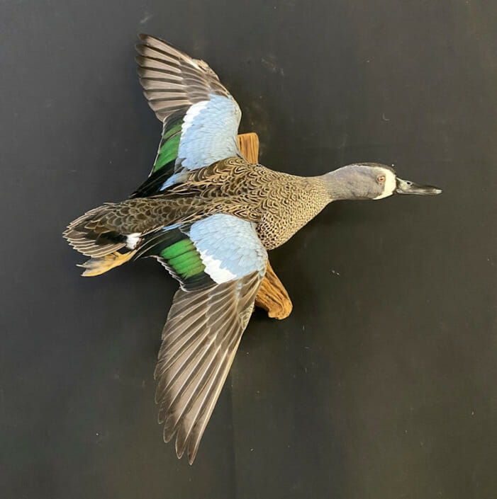 Bluewinged Teal Flying Mount
