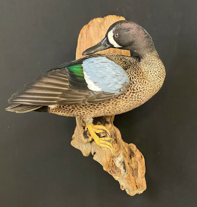 Bluewinged Teal Pruning Itself Mount