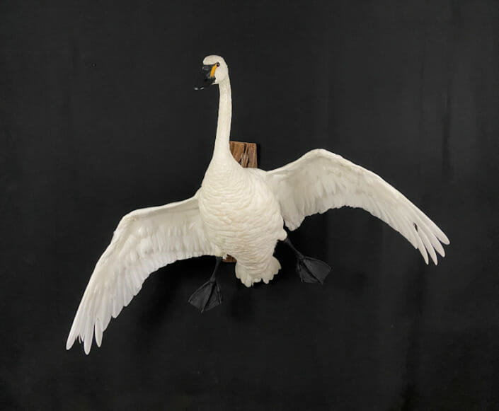 Trumpeter Swan Flying Mount