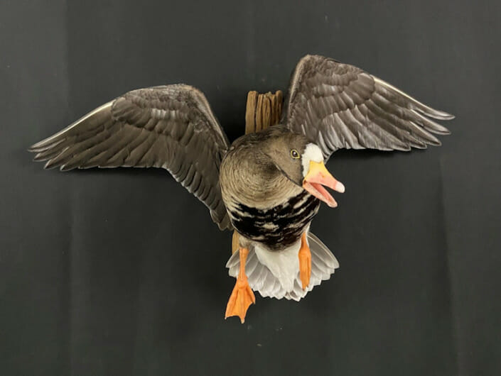 Whitefronted Goose Cupped Mount