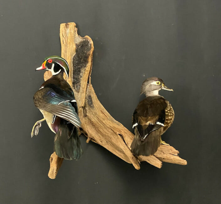 Wood Duck Hen and Drake Mount