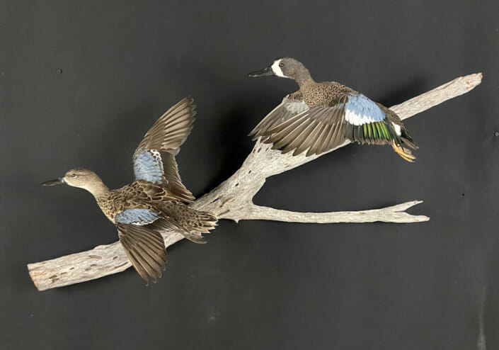 Bluewinged Teal Mount Hen and Drake