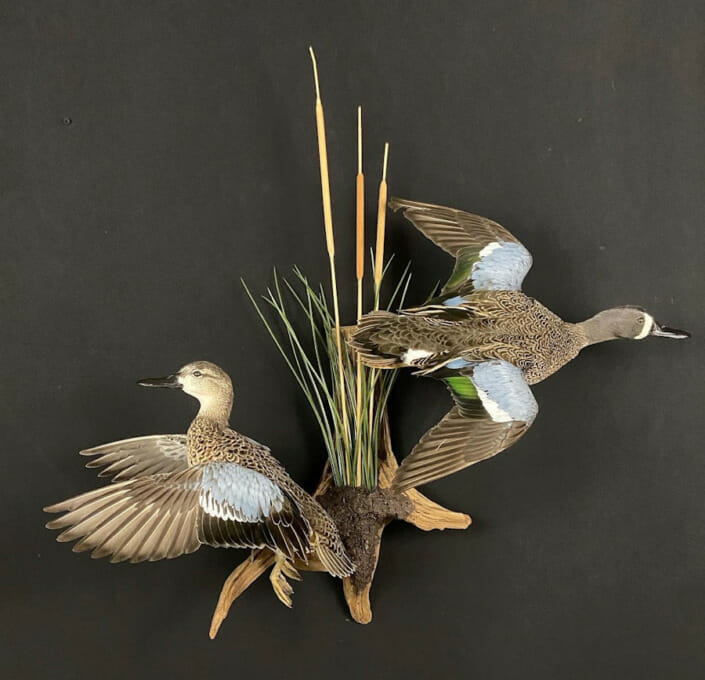 Hen and Drake Bluewing Teal Mount