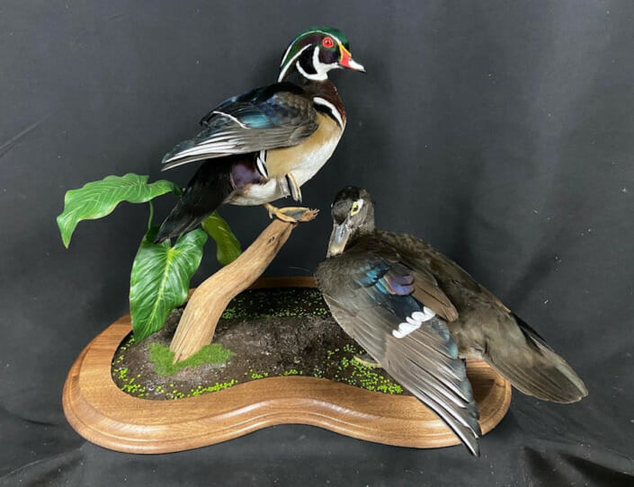 Hen and Drake Wood Duck Mount