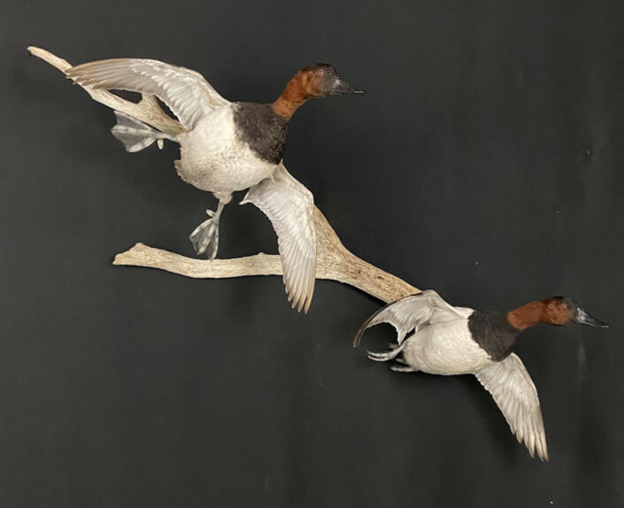 Double Canvasback Drake Duck Mount Flying Pose