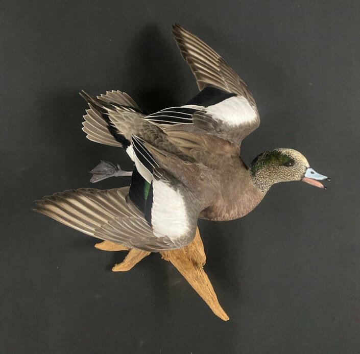 Wigeon Drake Flying Duck Mount Pose