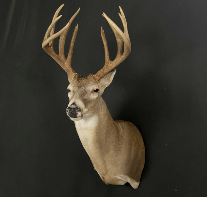 Whitetail Deer Shoulder Mount