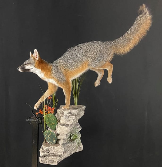 Life-size Fox Mounted On Artificial Rock Habitat