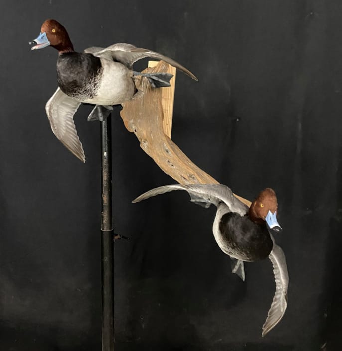 Pair of Redhead Drakes Cupped Up Mounted on Drift Wood