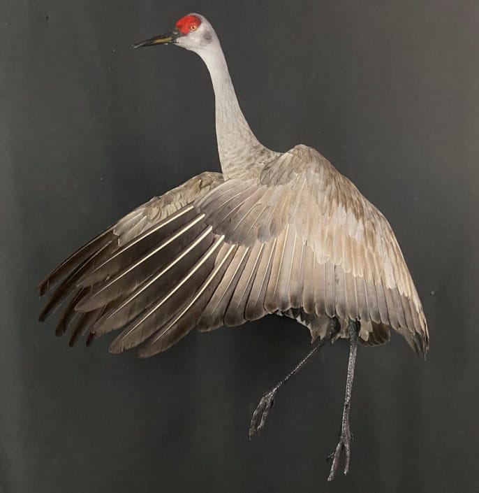 Sandhill Crane Mounted Cupped Up For Ceiling Mount
