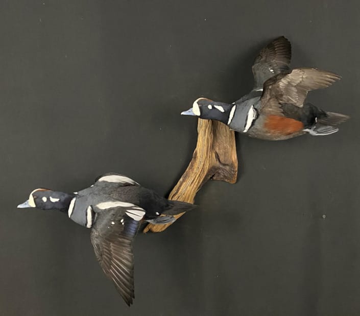 Pair Of Drake Harlequin Ducks Mounted Flying On Drift Wood