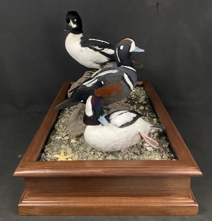 Sea Duck Mount With Base