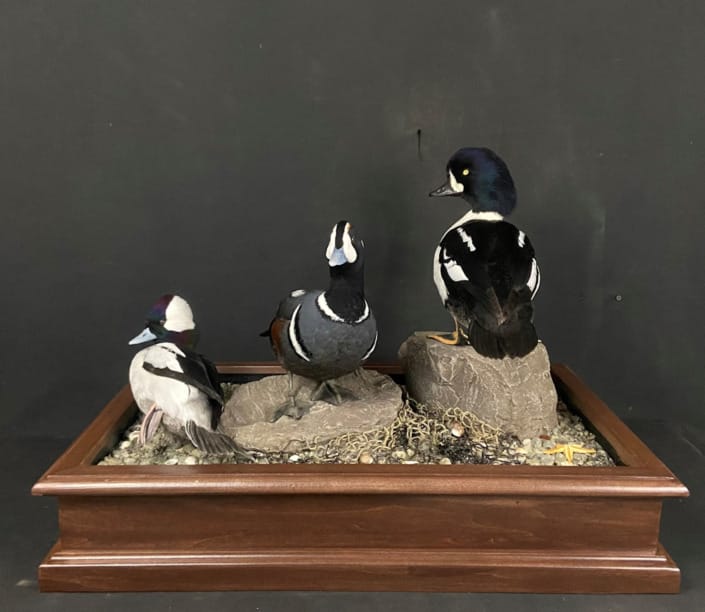 Trio Of Sea Ducks Mounted On Base
