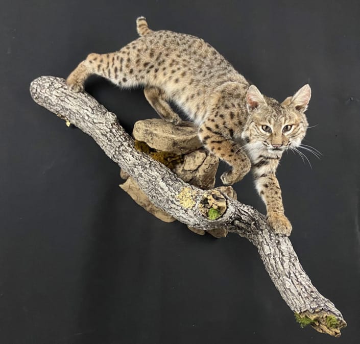 Bobcat On Driftwood Mount