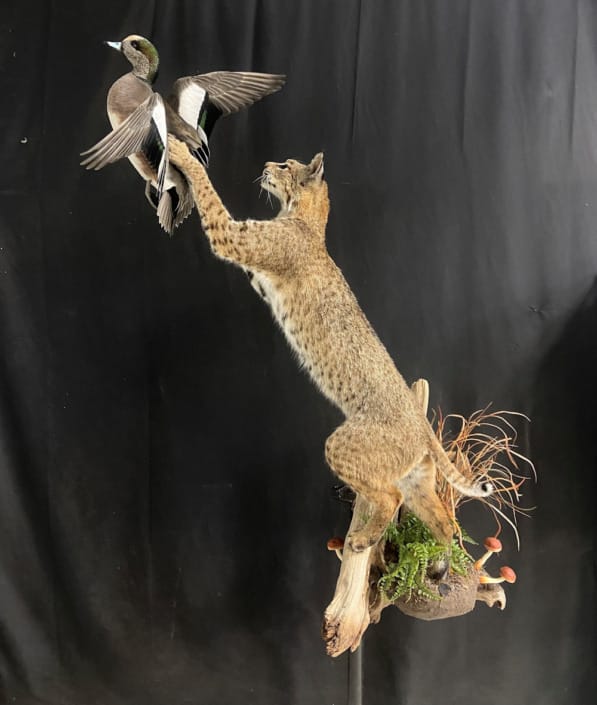 Bobcat Catching Duck In The Air Mount