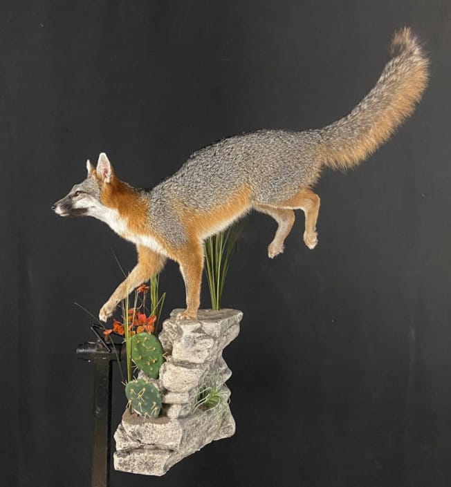 Lifesize Grey Fox Mount