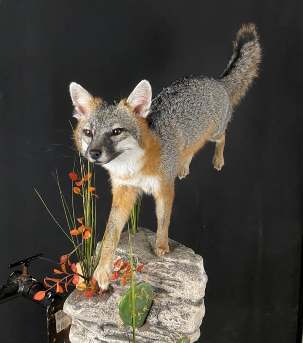Lifesize Grey Fox Mount