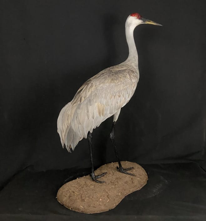 Sandhill Crane Mount