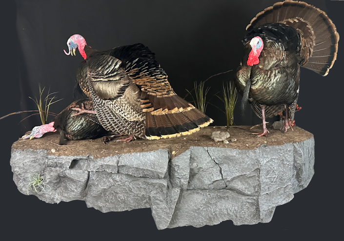 Triple Turkey Mount