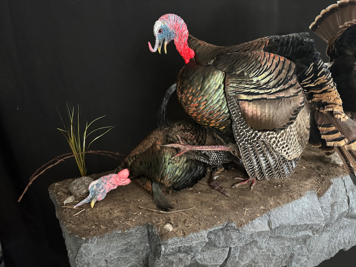 Turkeys Fighting Mount