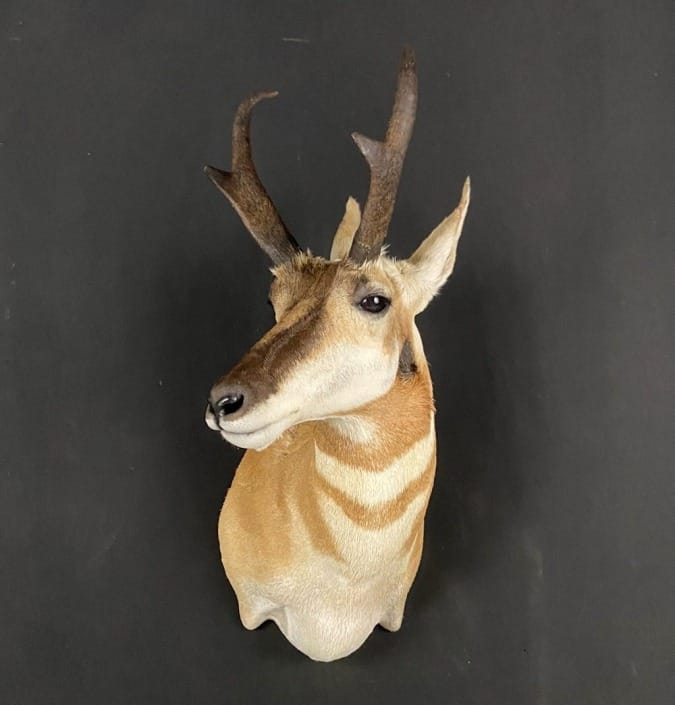Antelope Shoulder Mounts In Texas