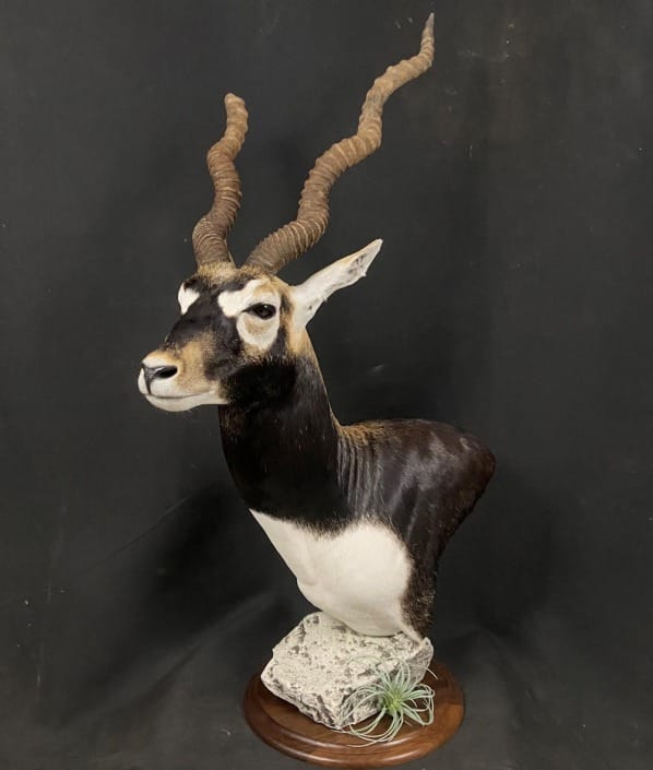 Black Buck Mounts In Texas