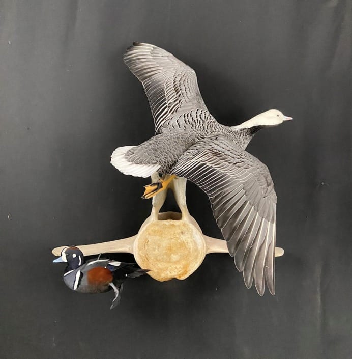 Combo Goose And Duck Mount