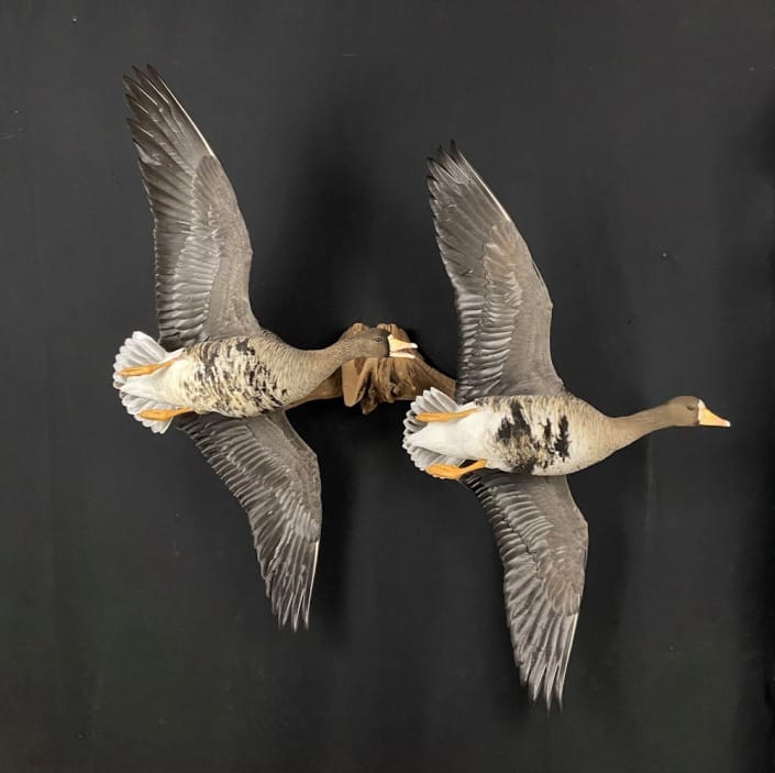 Pair Of Flying Speckled Belly Mount