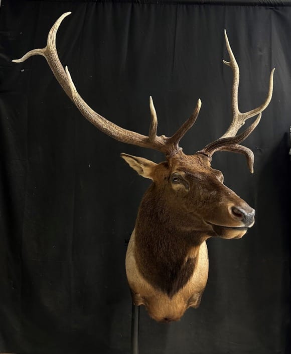 Rocky Mountain Elk Shoulder Mounts