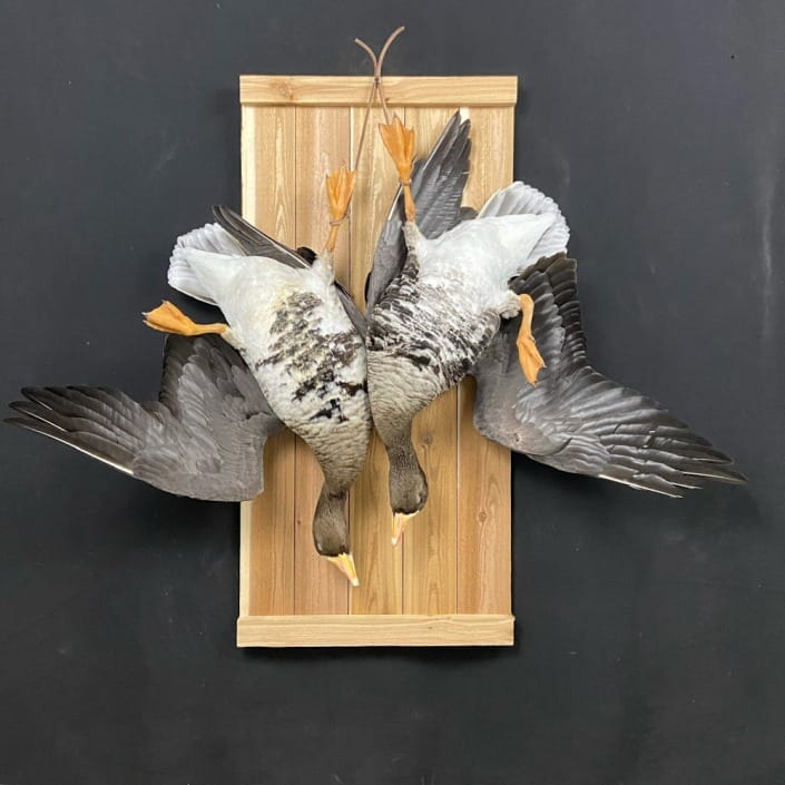 Speckle Belly Dead Mount